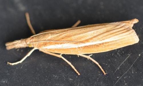 Réf. 309 350 : Agriphila tristella